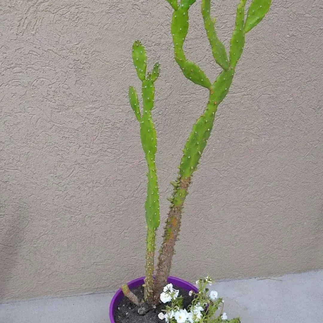 Alojamiento en urdinarrain - glak apart - hotel en urdinarrain - descanso - con piscina (4)